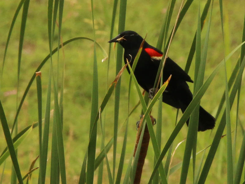 A male Red-winged Blackbird with an insect in its beak.