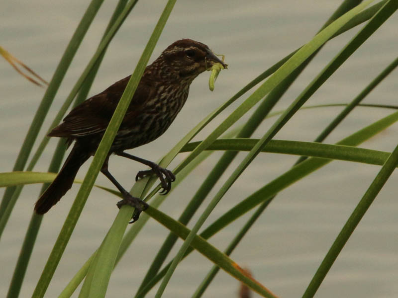 A female Red-winged Blackbird bringing food for her fledglings.