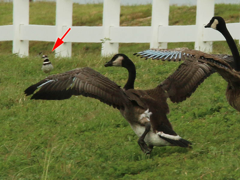 A Canada Goose with a Killdeer perched on its wing.