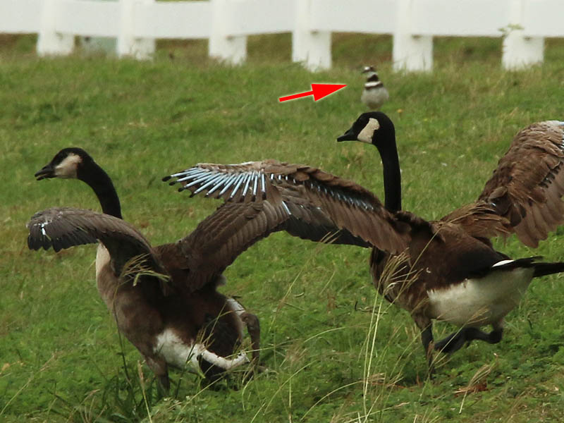 A Canada Goose with a Killdeer perched on its head.