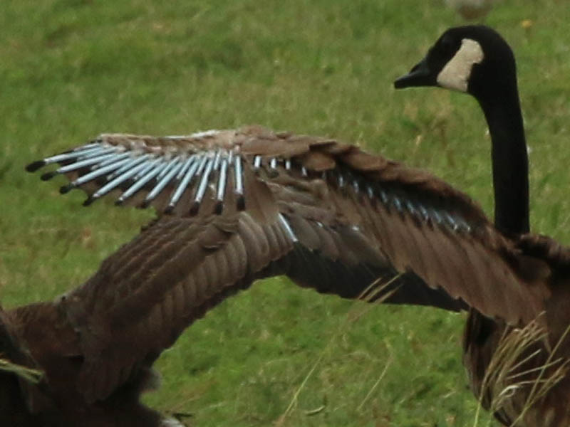 A closer look at the juvenile goose's pinfeathers. 