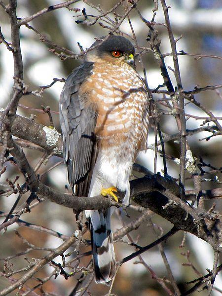 Sharp-shinned Hawk - Photograph courtesy Wikimedia Commons.