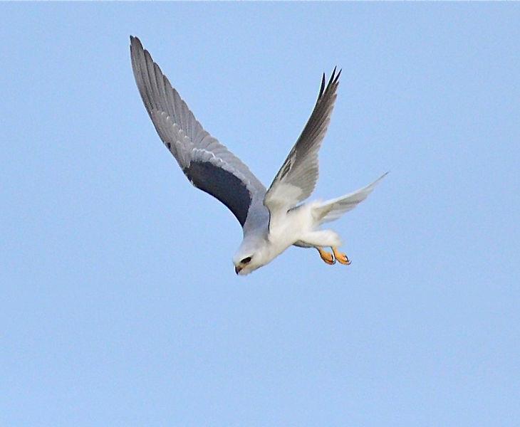 A White-tailed Kite in flight.  Photograph courtesy of Wikimedia Commons.