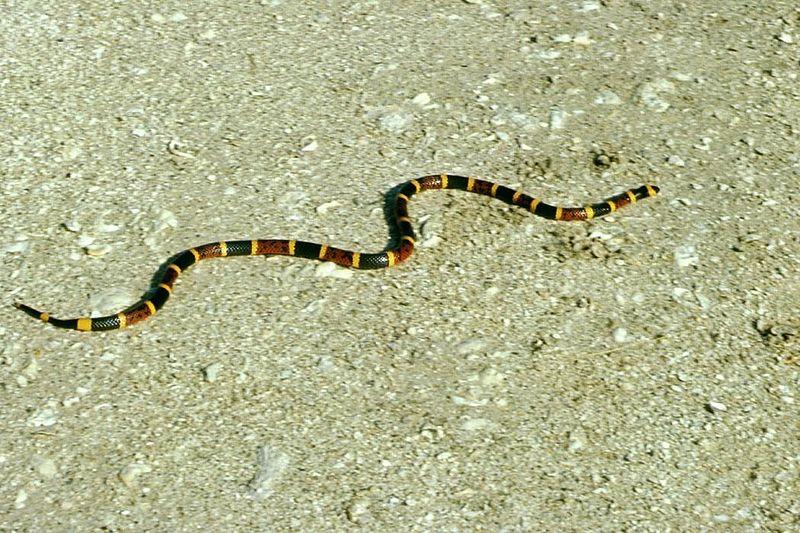 Texas Coral Snake - Picture courtesy Wikimedia Commons.