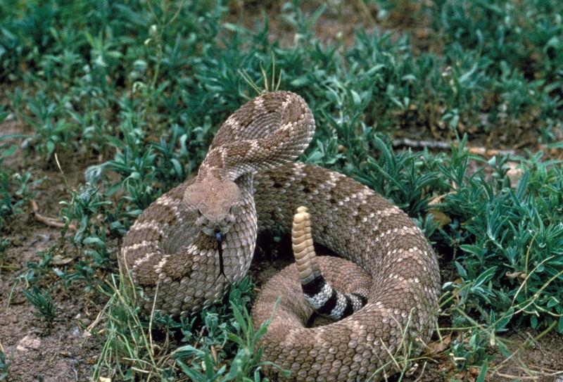 Western Diamondback Rattlesnake - Picture courtesy Wikimedia Commons.
