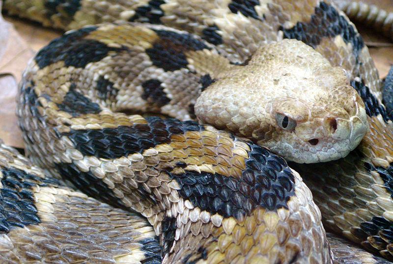 Timber Rattlesnake - Picture courtesy Wikimedia 