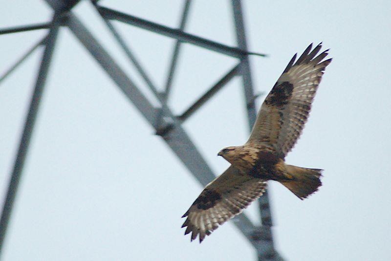 Rough-legged Hawk - Photograph courtesy Wikimedia Commons