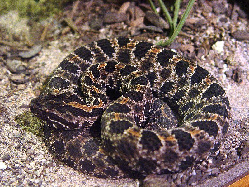Western Pigmy Rattlesnake - Picture courtesy Wikimedia Commons.