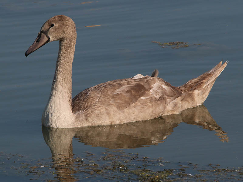 The Mute Swan cygnet at 14 weeks of age.