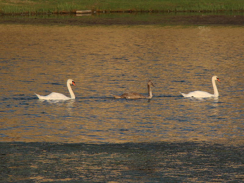 The Josey Ranch Lake swan family.