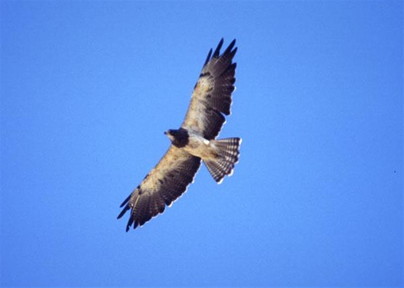 Swainson's Hawk in flight.  Photograph courtesy Wikimedia Commons.