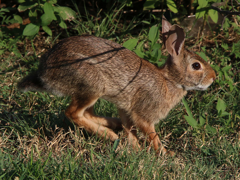 Eastern Cottontail.