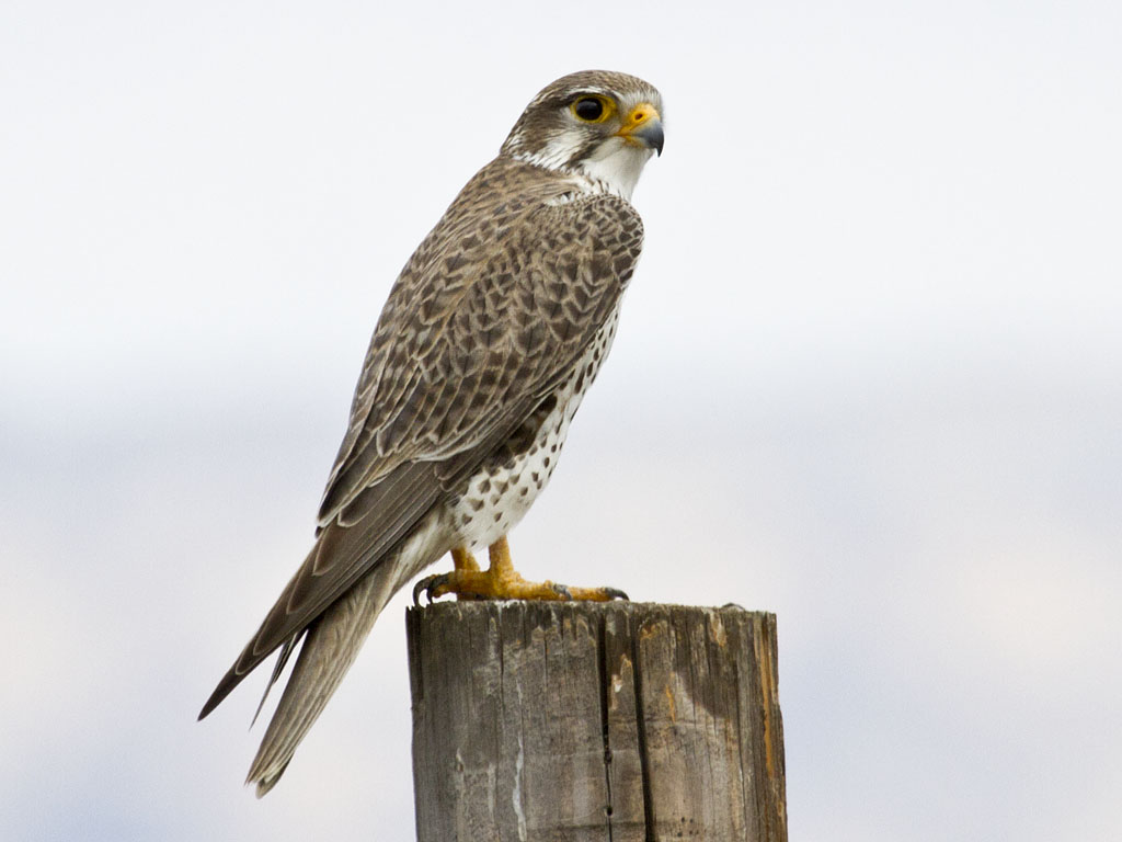 Prairie Falcon - 