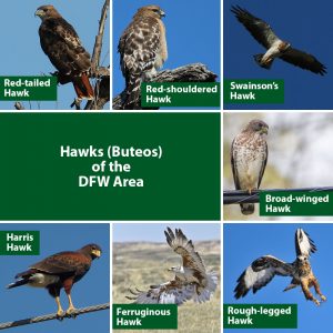 predatory birds names