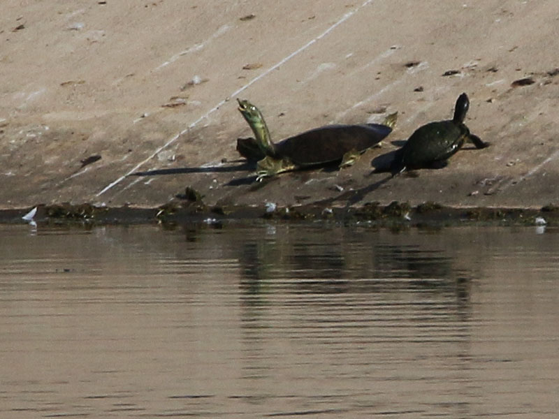 A spiny Softshell Turtle (left) with what looks to be a Red-eared Slider (right).