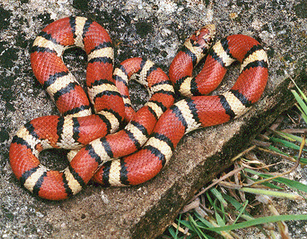 Milk snake - Picture courtesy Wikimedia Commons.