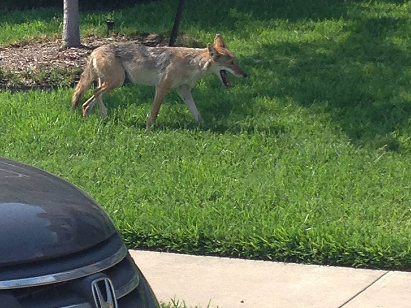 The Coyote was boldly making his way through a residential neighborhood at midmorning.
