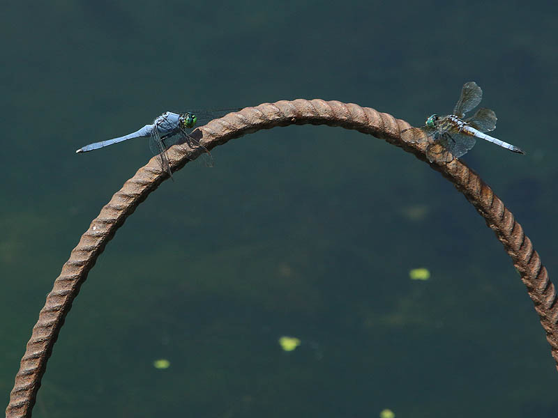 Two blue dragonflies...  An Eastern Pondhawk on the left and a Blue Dasher on the right.