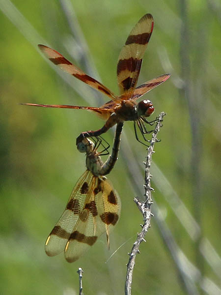Mating Halloween Pennants.  Male above and female below.