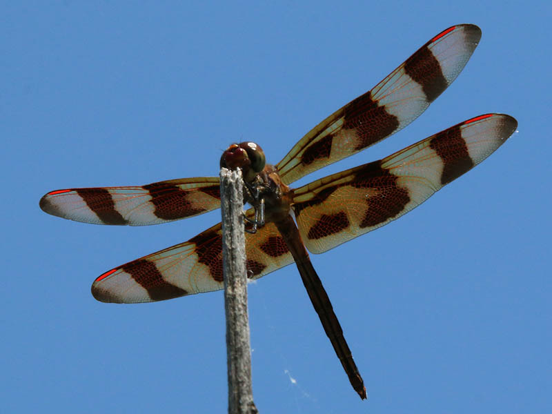 A Halloween Pennant as photographed from below.