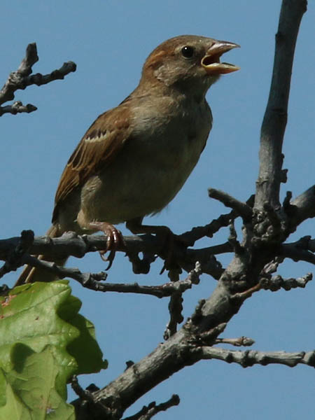 A closer look at the young sparrow.