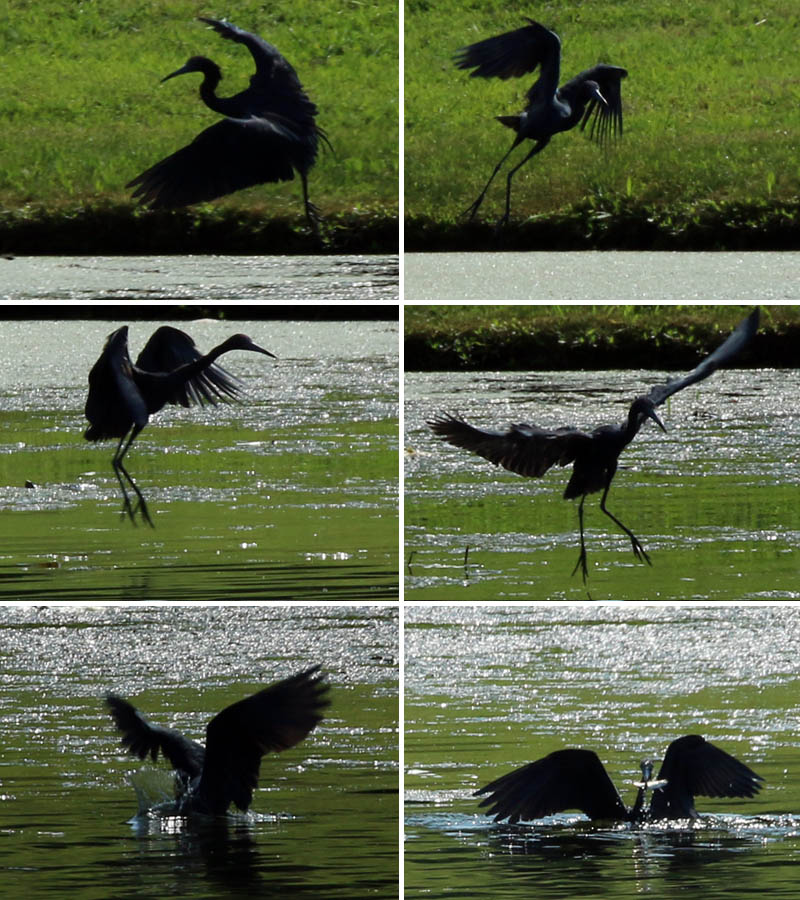 A little Blue Heron catching a fish.