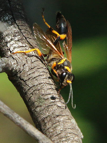The hunting wasp wandered widely over the tree branches.