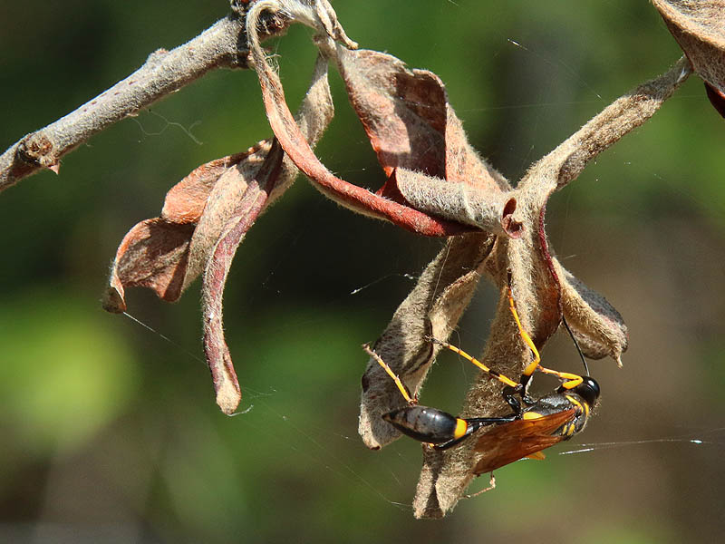 Mud Daubers stock their nests with immobilized spiders for their larvae to feed on.