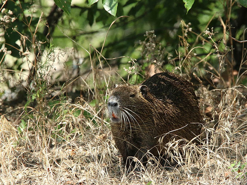 This Nutria surprised me when he emerged from the woods.