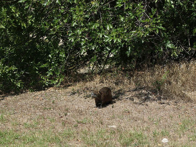 This was a slightly unexpected place for a Nutria observation.