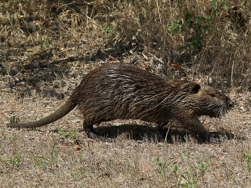 The bold Nutria walked right past me before heading back into the woods.