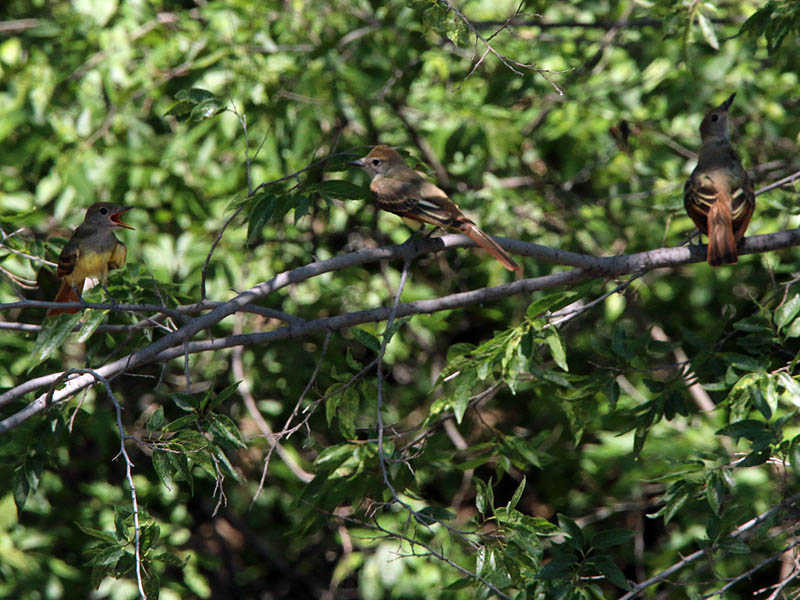 Three fledgling Great Crested Flycatchers.