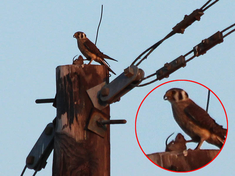 Akestrel with a recently captured mouse.
