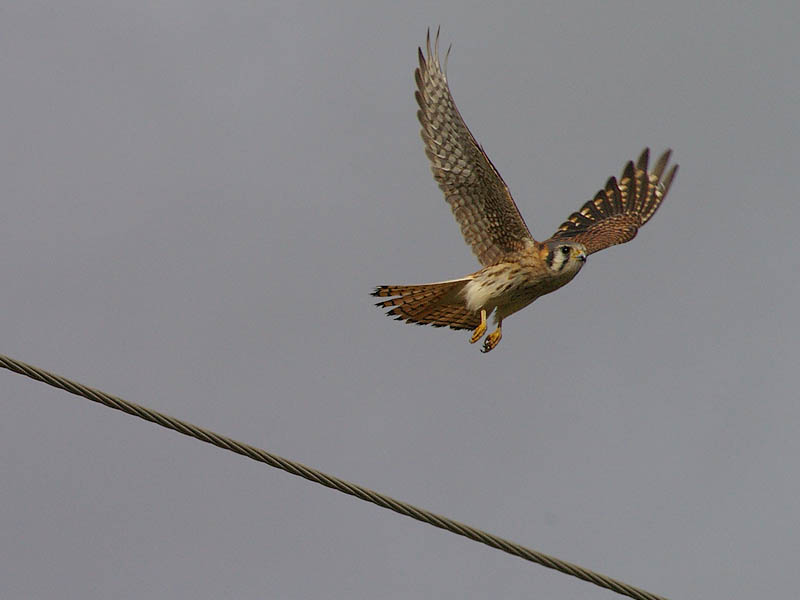 A female American Kestrel taking flight.