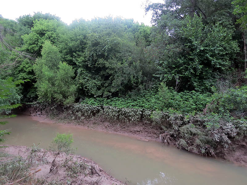 A lush and exotic environment surrounds Five Mile Creek.
