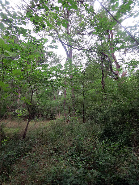The forest is dense in this region.
