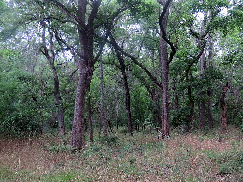 The Great Trinity Forest in far south Dallas.