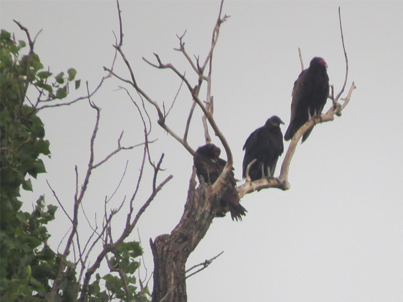 Two Turkey Vultures and one Black Vulture surveying the floodplain.