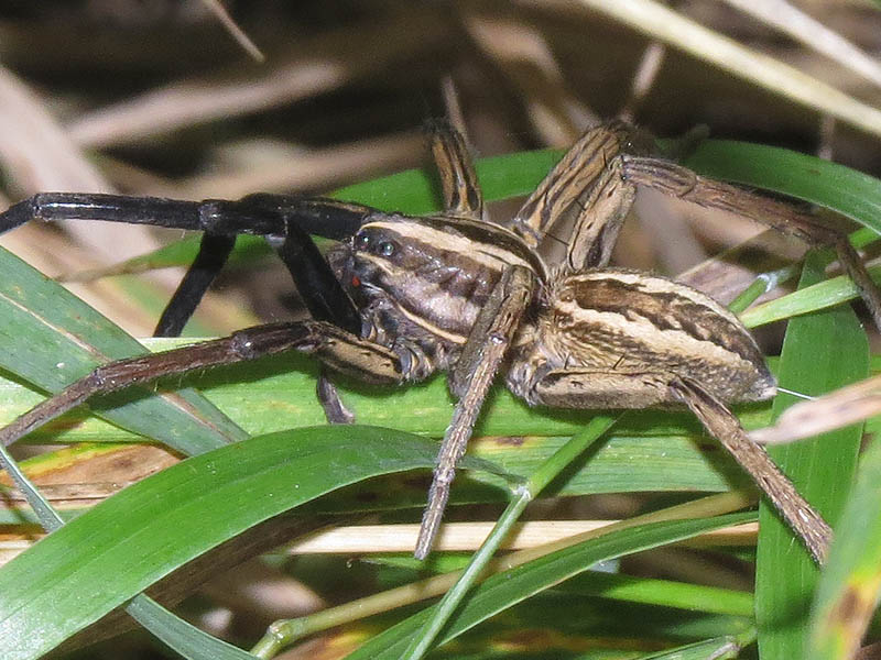 This Wolf Spider had a nearly two inch legspan.