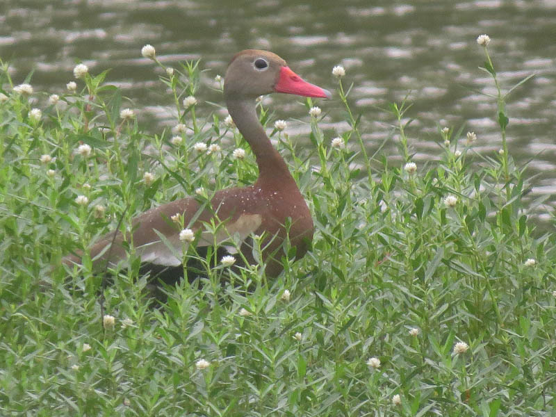 Black-bellied Whistling Duck