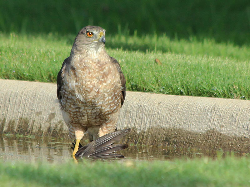 A Cooper's Hawk attempting to drown a recently captured European Starling in a small roadside puddle.