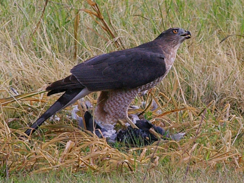 A big female Cooper's Hawk feeding on a feral pigeon.