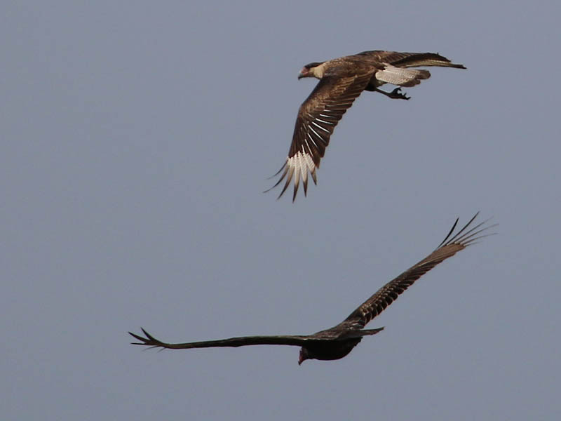 A Crested Caracara (top) flying with a Turkey Vulture (bottom).