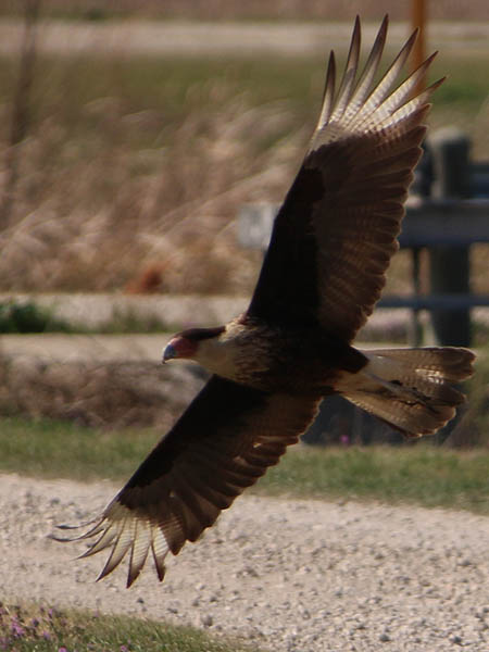 A Crested Caracara in flight.