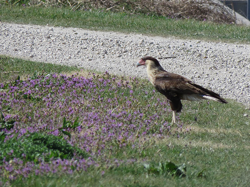 A Crested Caracara photographed in Kaufman County.