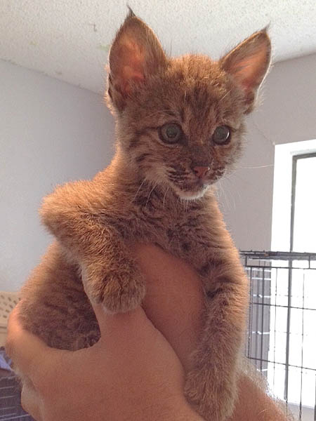 Toby, the imprinted Bobcat kitten.