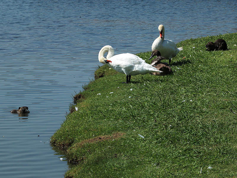The Nutrias in this picture are feeding on bread left by park patrons.