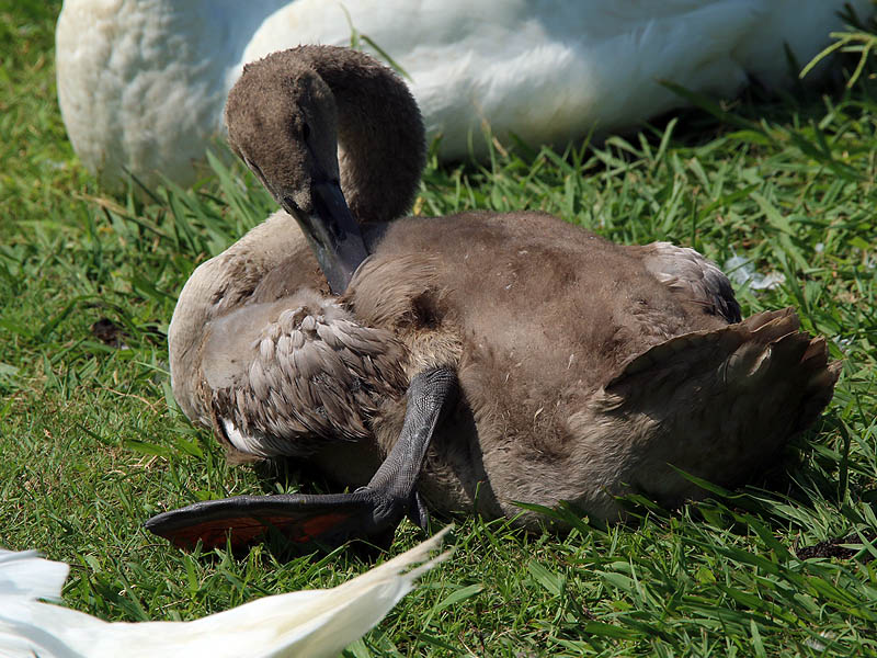 The Mute Swan cygnet at 11 weeks of age.