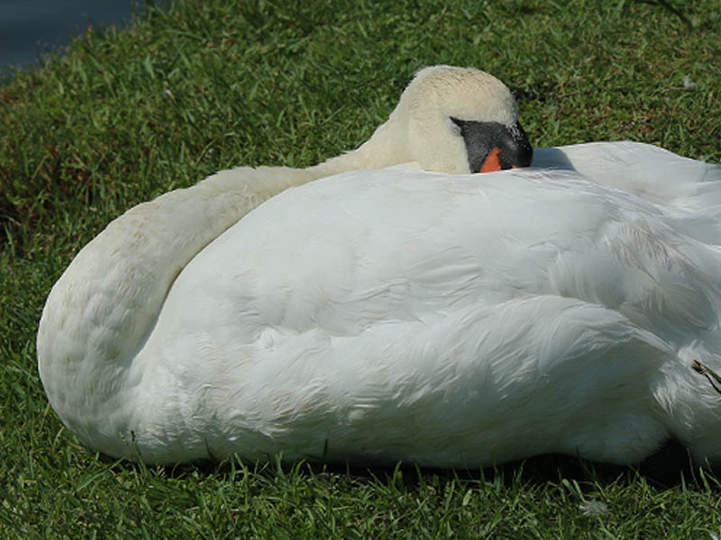 Mom swan dozing in the sun.