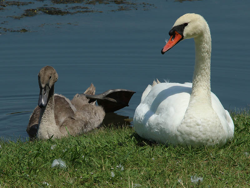 The cygnet seems to favor his left leg for some reason.